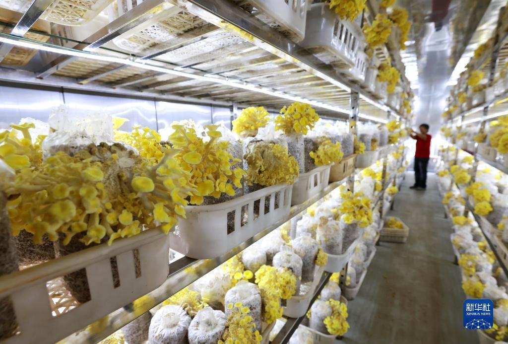 喜迎捕鱼游戏中心下载